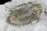 Greenops Trilobite - Hungry Hollow, Ontario #107545-4